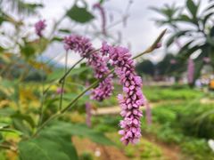 -云水谣景区