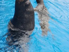 -海合安天津极地海洋公园