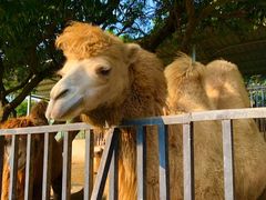 -泉州海丝野生动物世界