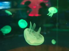 -多彩贵州城极地海洋世界