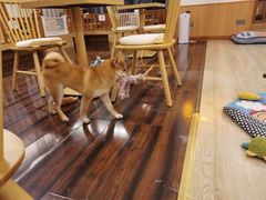 -豆柴町-柴犬主题狗咖(红鼎国际C座店)