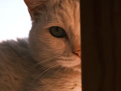 -猫的茶·猫咖
