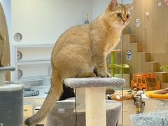 -COLOR PETS 撸猫馆·购猫·猫咖(长风大悦城店)