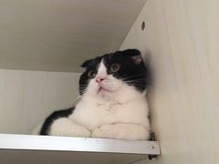 -Bastet sally猫舍购宠(静安店)