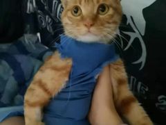 -瑞鹏宠物医院·爱宠堂·骨外专科(西荷分院)