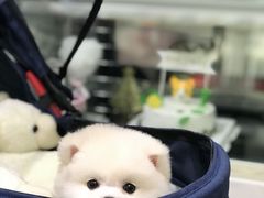 博美美容-BABYDOG宝贝狗宠物乐园(欧洲城店)
