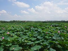 -荷塘月色湿地公园·向阳花洲