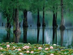 -白鹭湾湿地公园