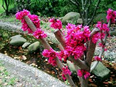 -花草间花行(法华镇路店)