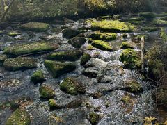 -汤旺河林海奇石景区