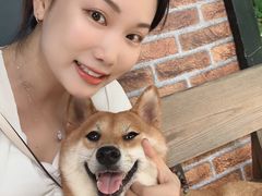 -柴犬高等学院·狗咖·柴犬售卖·宠物训练