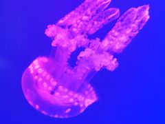 -福州罗源湾海洋世界旅游区