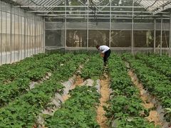 -前小桔亲子创意农场·草莓采摘·露营烧烤