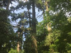 景点-天目山大树王景区