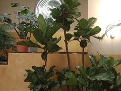 -PlantsEatery·植物食堂(REX春熙店)