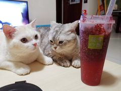 -奈雪的茶(漫广场店)