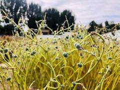 -紫海香堤香草艺术庄园