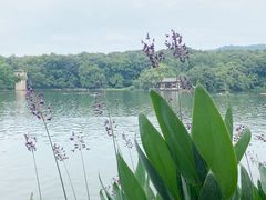 -紫霞湖公园