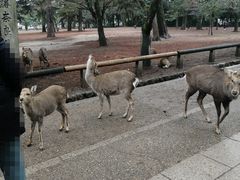 -奈良公园