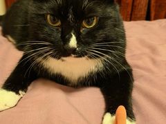 -纳吉亚猫专科动物医院博雅分院