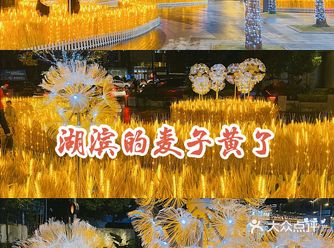 未到湖滨步行街,就被西湖时代广场前面的大片金黄麦田吸