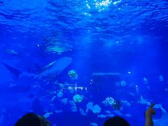 -烟台海昌鲸鲨海洋公园