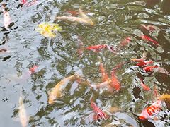 -乐山乌木文化博览苑