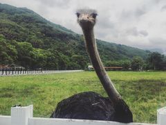 -瑞穗牧场