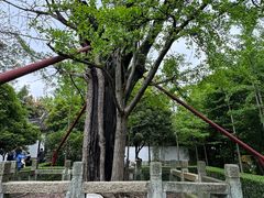 -上海佘山国家森林公园天马山园