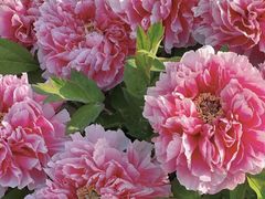 -水邑嘉年华酒店·中餐部(鄄城店)