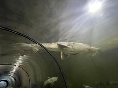 -东方巨龟苑景区