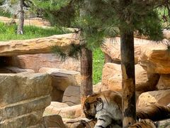 -北京野生动物园