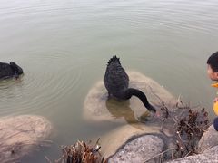 -荷兰花海