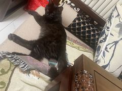 -纳吉亚猫专科动物医院博雅分院