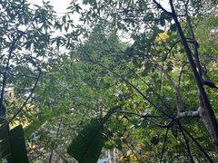 -西双版纳原始森林公园