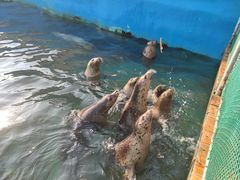 -秦皇岛乐岛海洋王国