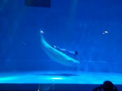 -芜湖新华联大白鲸海洋公园