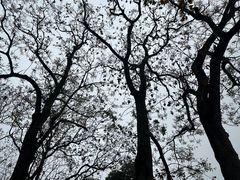 -南山植物园