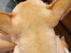 -柯斗斗主题餐厅·狗咖·围炉煮茶·茶饮(国瑞升平里店)