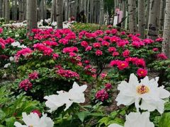 -仁和公园(顺义区)