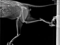 -东莞宠友24H宠物中心医院·转诊夜诊·异宠(新河北路院)