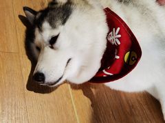 -Husky Go! 哈士奇体验馆·宠物咖啡厅狗咖