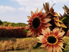 -花开海上生态园