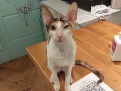 -猫小院猫主题餐厅(三里屯店)