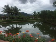 -亚龙湾国际玫瑰谷
