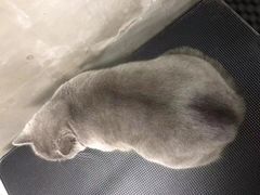 -PETKIT小佩宠物·低压洗护(国顺东路店)