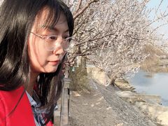 -桃花堤公园