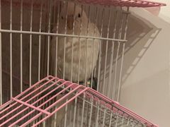 -瑞派·关忠动物医院·异宠专科·犬猫肿瘤·皮肤专科(望京店)