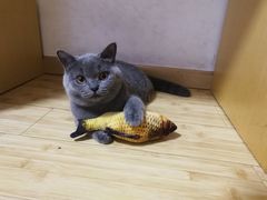 -奈斯宠物医院·核磁CT·异宠专科·内镜(中南店)