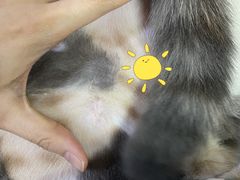 -美联众合动物医院·24h转诊中心